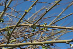 Adenolobus garipensis