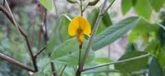 Crotalaria mollicula