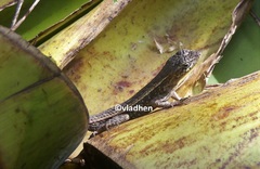 Sceloporus squamosus
