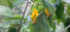 Crotalaria mollicula