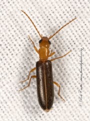 Xanthochroina bicolor