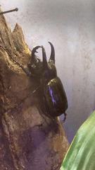 Chalcosoma