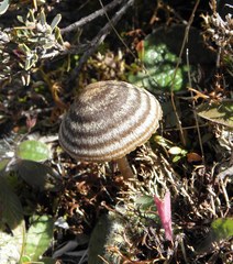 Entoloma perzonatum