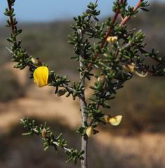 Aspalathus spinescens lepida