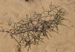 Aspalathus spinescens lepida