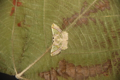 Neagathia corruptata