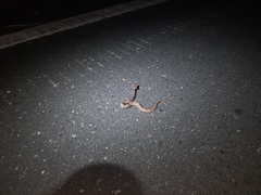 Deinagkistrodon acutus