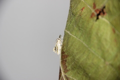 Neagathia corruptata