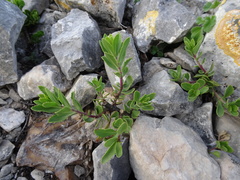 Penstemon baccharifolius