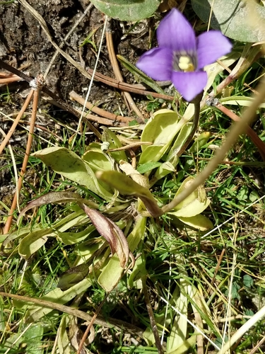 Image of Gentianopsis holopetala by no rights reserved