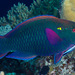 Swarthy Parrotfish - Photo (c) Francois Libert, some rights reserved (CC BY-NC-SA)