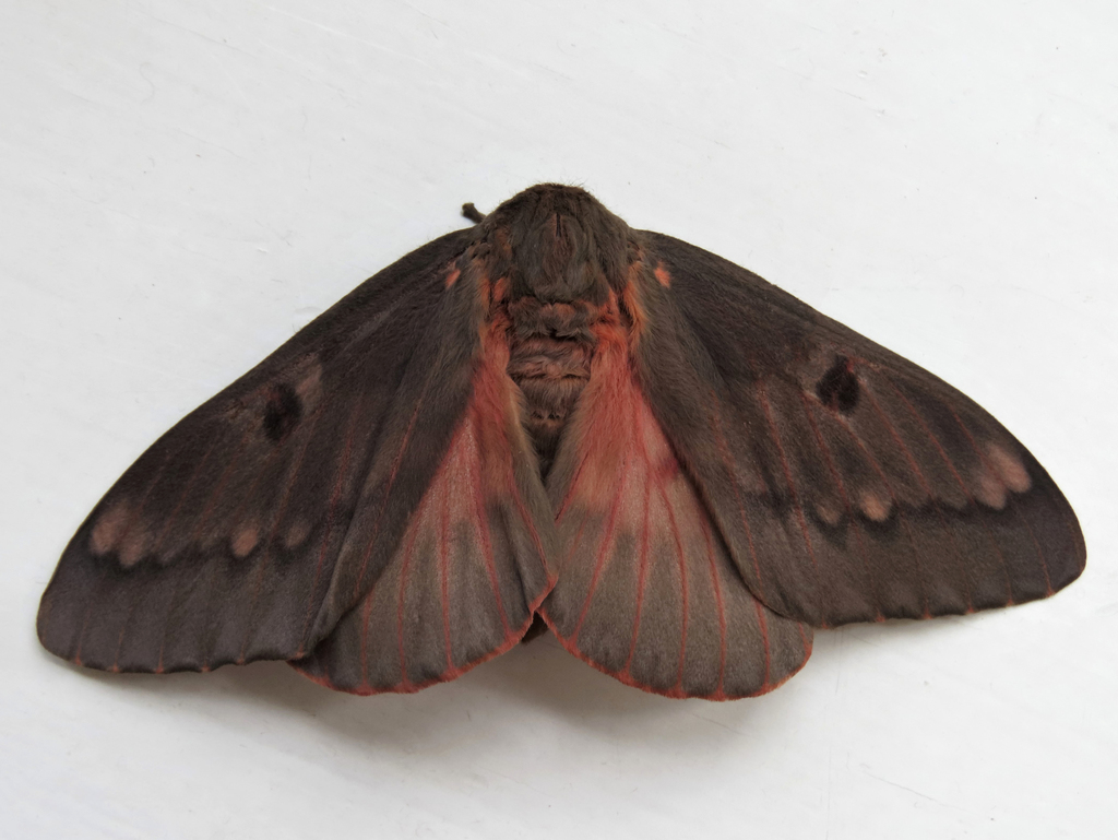 Pine-devil Moth