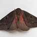 Pine-devil Moth - Photo (c) Maya, some rights reserved (CC BY-NC), uploaded by Maya