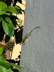 Anolis porcatus