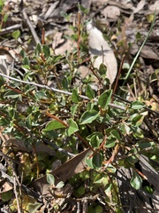 Podolobium procumbens