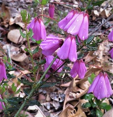 Tetratheca hispidissima