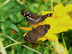 Anthanassa atronia