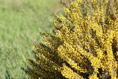 Acacia pinguifolia