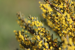 Acacia pinguifolia