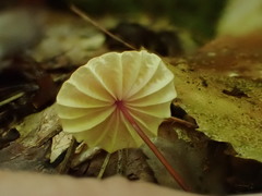 Marasmius pulcherripes