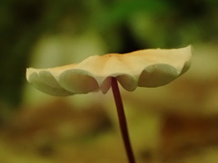 Marasmius pulcherripes
