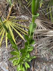 Solidago virgata