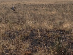 Tympanuchus pallidicinctus