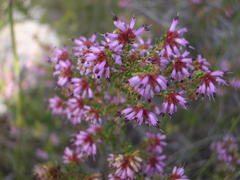 Erica dispar