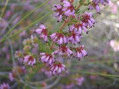 Erica dispar
