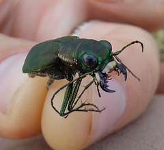 Cicindela obsoleta