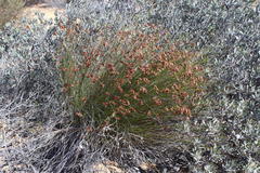 Thamnochortus bachmannii