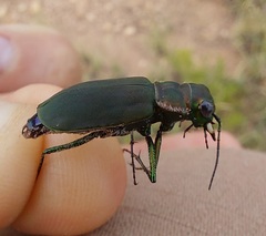 Cicindela obsoleta