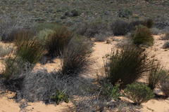 Thamnochortus bachmannii
