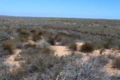 Thamnochortus bachmannii