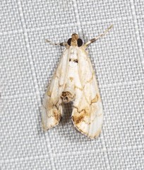 Eudaimonisma batchelorella