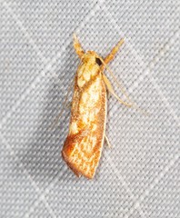 Crepidosceles chryserythra