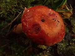 Russula peckii