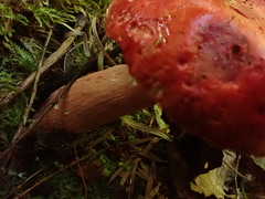 Russula peckii