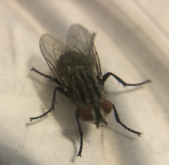 Musca domestica