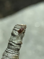 Heteroptera