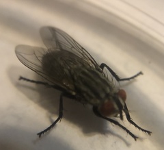Musca domestica