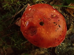 Russula peckii