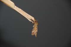 Schaefferiana epigramma