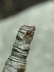 Heteroptera