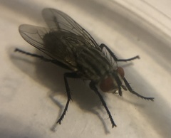Musca domestica