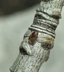 Heteroptera