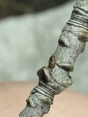 Heteroptera
