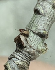 Heteroptera