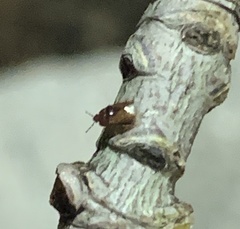 Heteroptera
