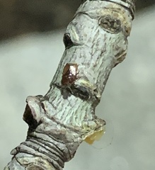 Heteroptera